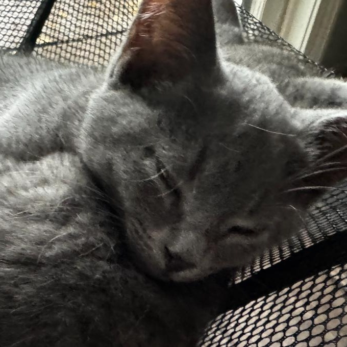 Enlarge Miso, a Adopted Domestic Short Hair in Topsham, ME image 4/4