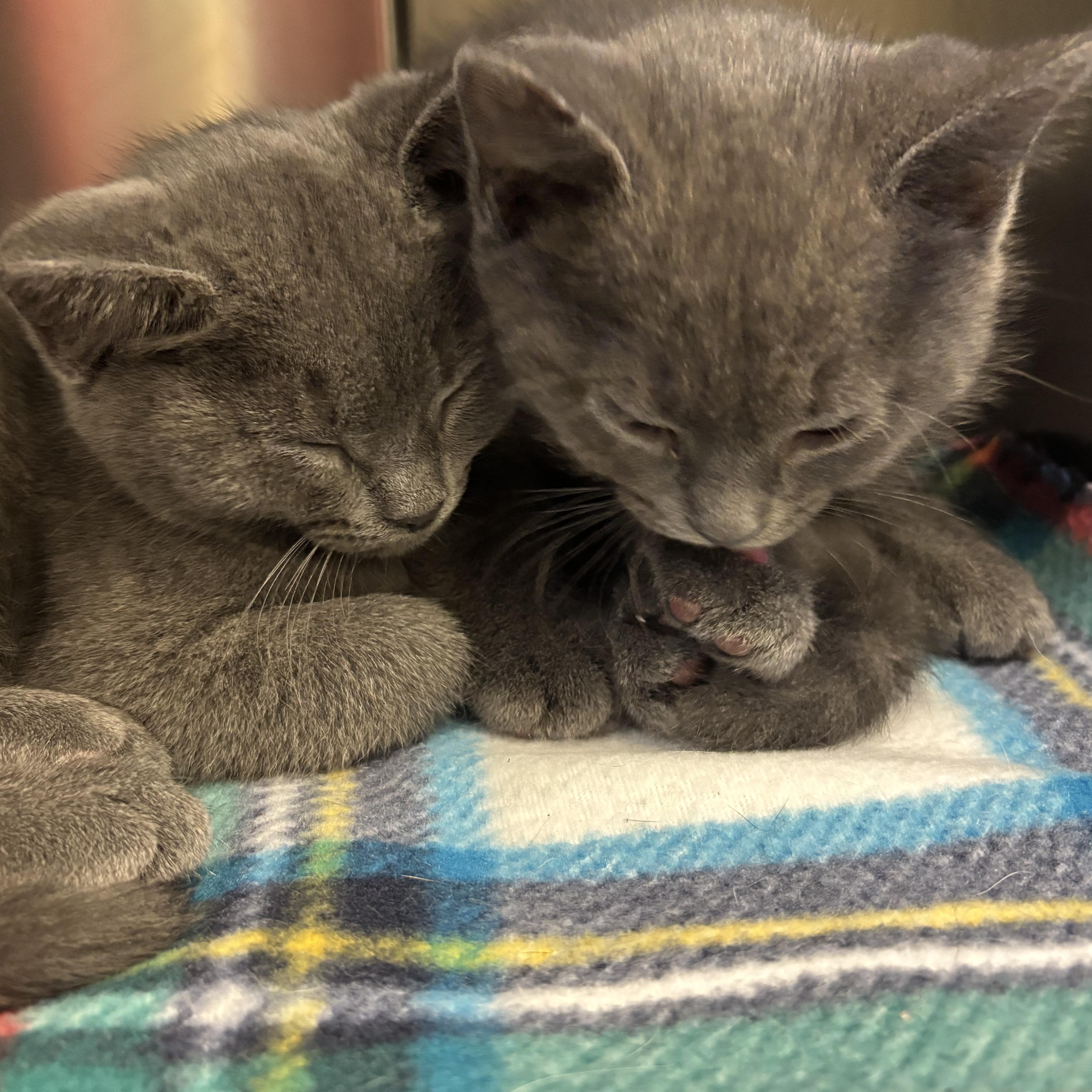 Enlarge Miso, a Adopted Domestic Short Hair in Topsham, ME image 2/4