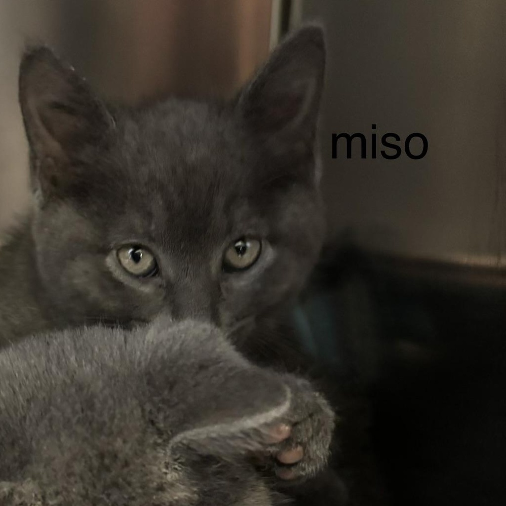 Enlarge Miso, a Adopted Domestic Short Hair in Topsham, ME image 3/4