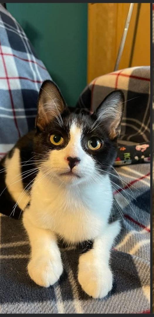 Enlarge Prince Dax, a Adoptable Tuxedo in Zimmerman, MN image 1/1