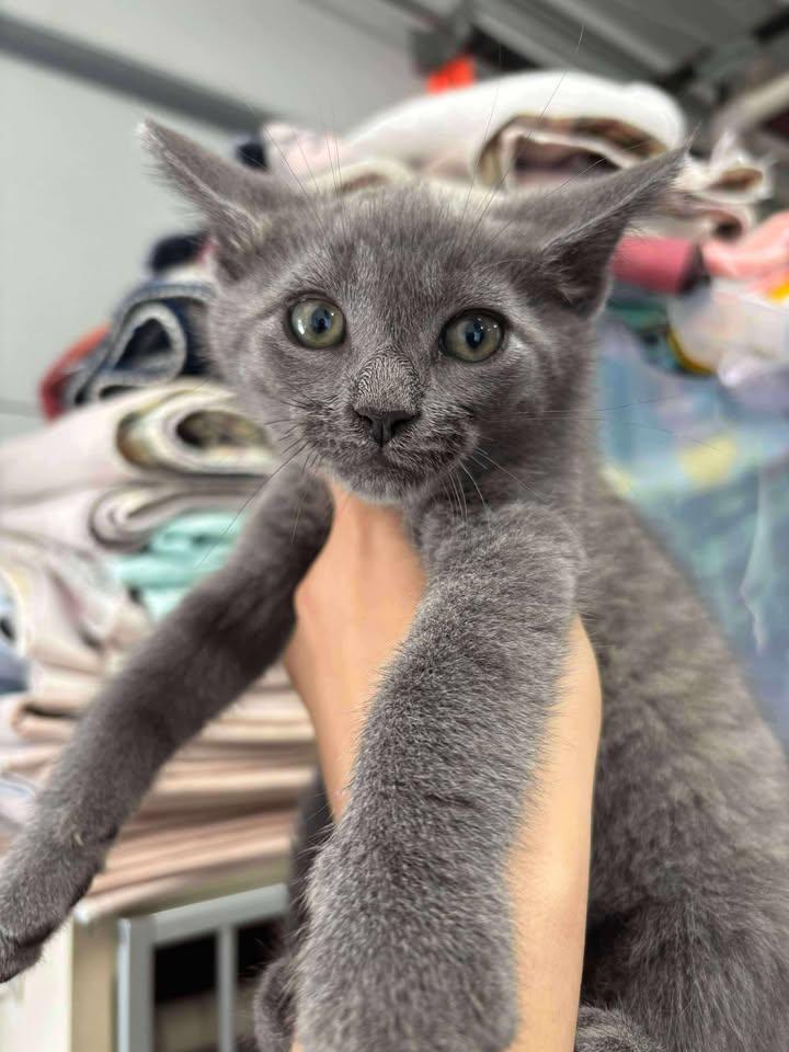 Bexley, Young Male Domestic Short Hair