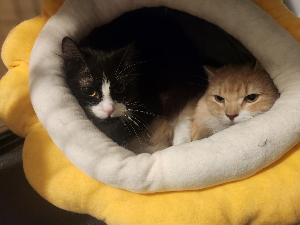 Birdie, Adoptable, Kitten Female Domestic Long Hair.