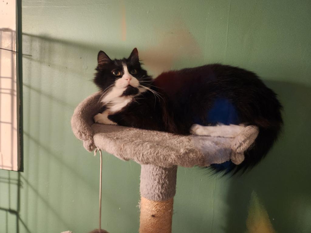 Enlarge Birdie, a Adoptable mixed breed in Pawtucket, RI image 2/4