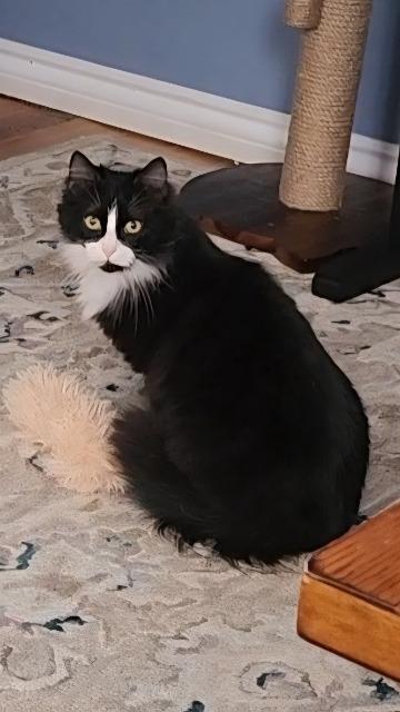 Enlarge Birdie, a Adoptable mixed breed in Pawtucket, RI image 3/4