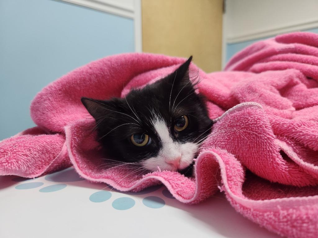 Enlarge Birdie, a Adoptable mixed breed in Pawtucket, RI image 4/4