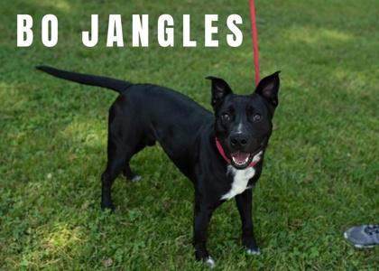Bo Jangles photo