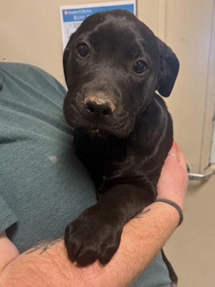 Scampi, Adoptable, Young Female Labrador Retriever & Mixed Breed.