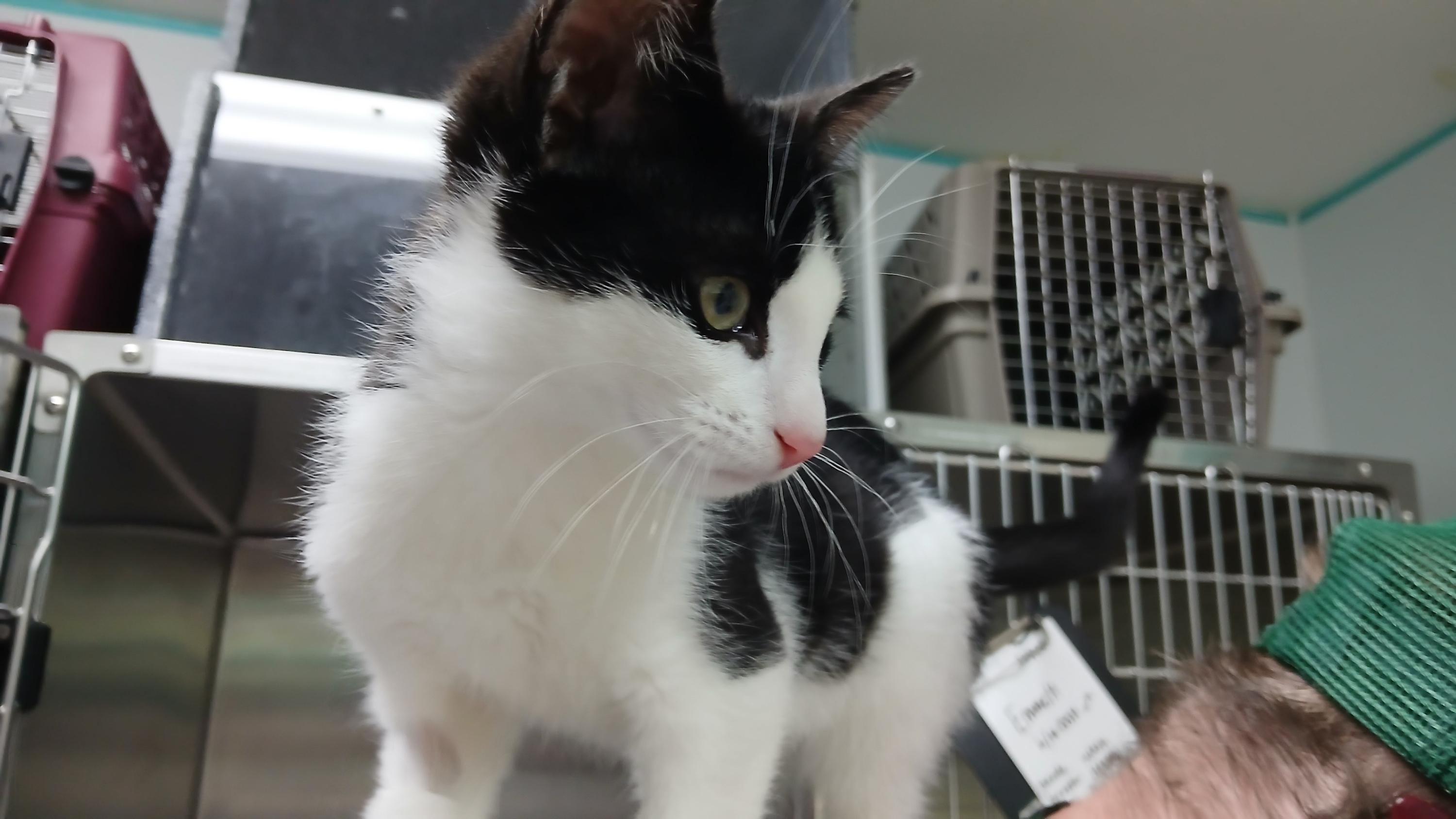 Enlarge Emmett, a ADOPTABLE Domestic Short Hair in Cullowhee, NC image 2/6