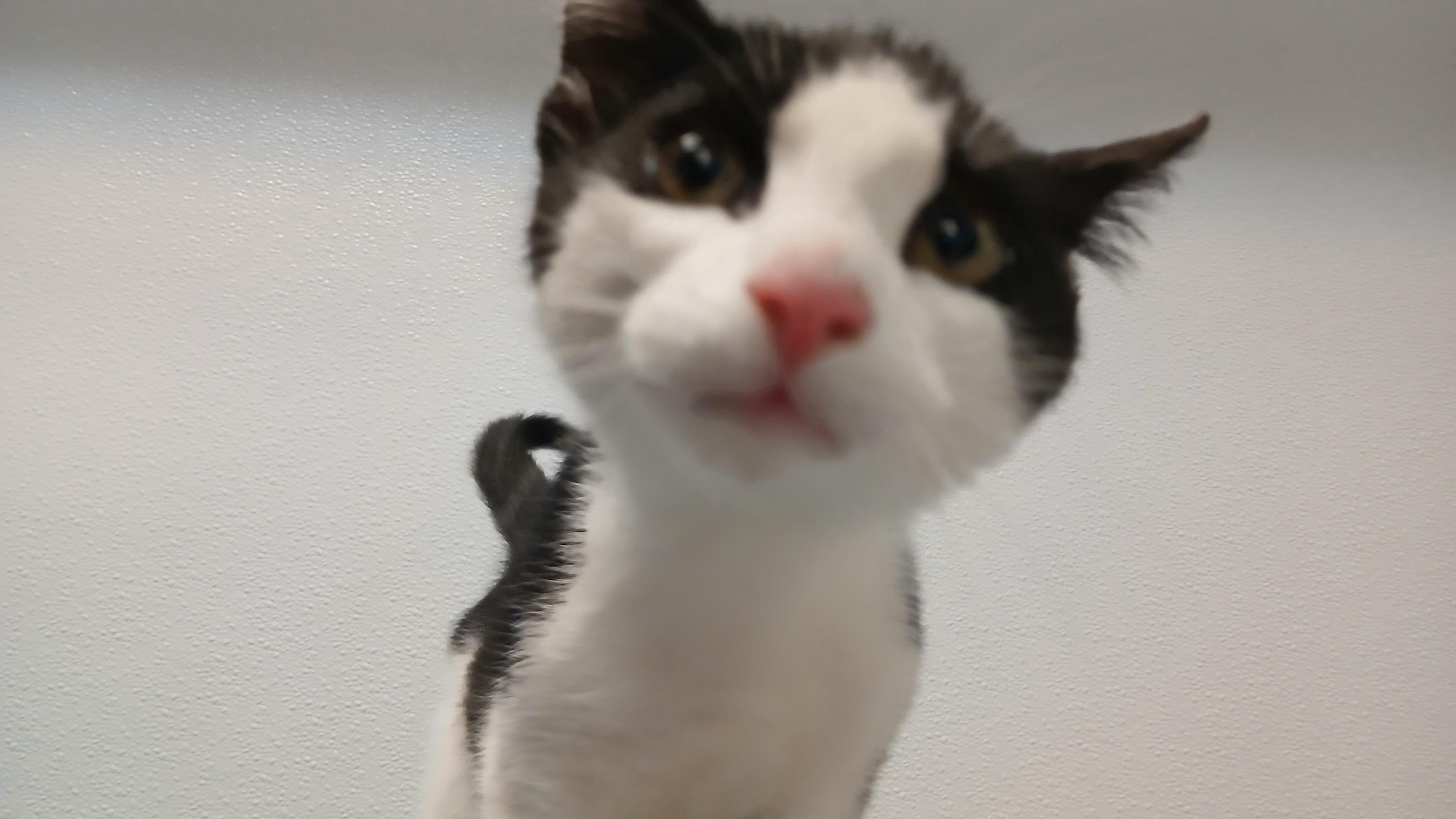 Enlarge Emmett, a ADOPTABLE Domestic Short Hair in Cullowhee, NC image 3/6