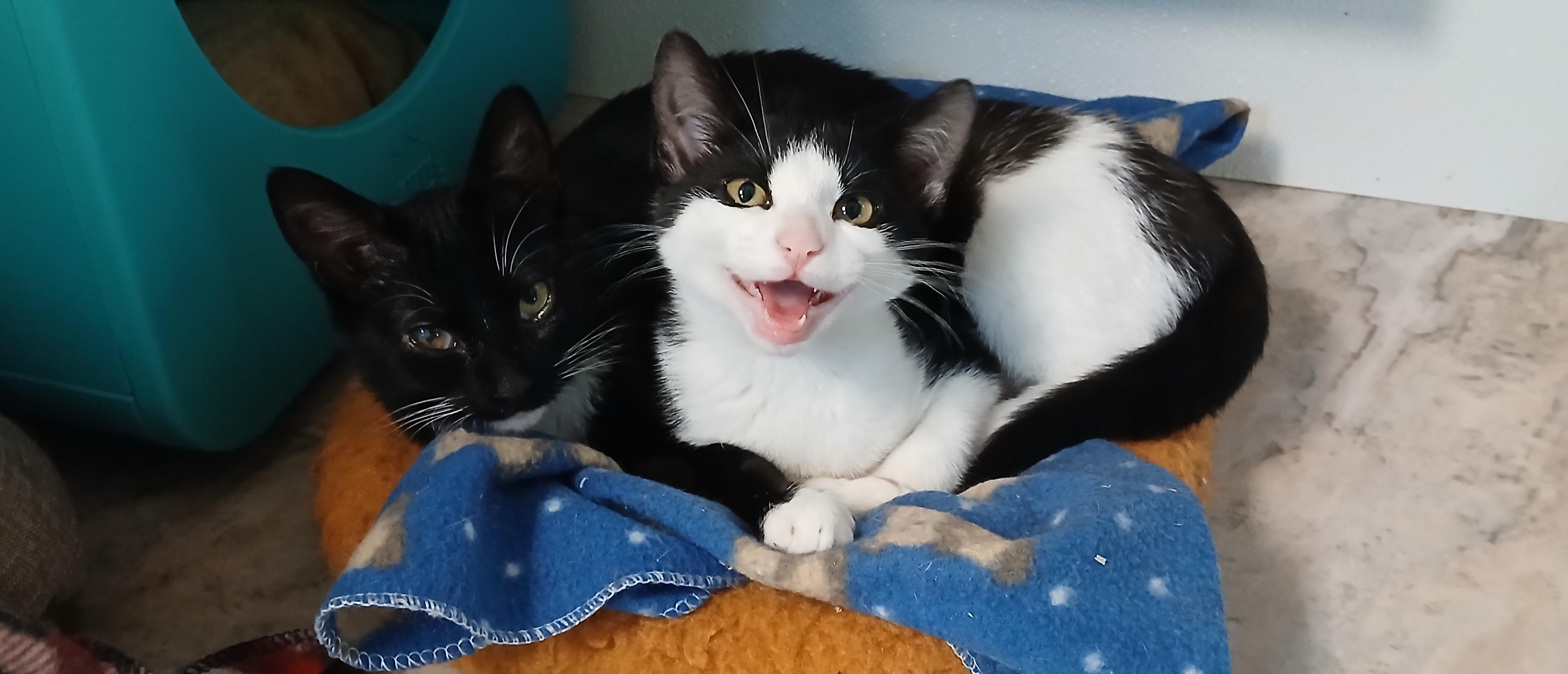 Enlarge Emmett, an adopted Domestic Short Hair in Cullowhee, NC image 1/6