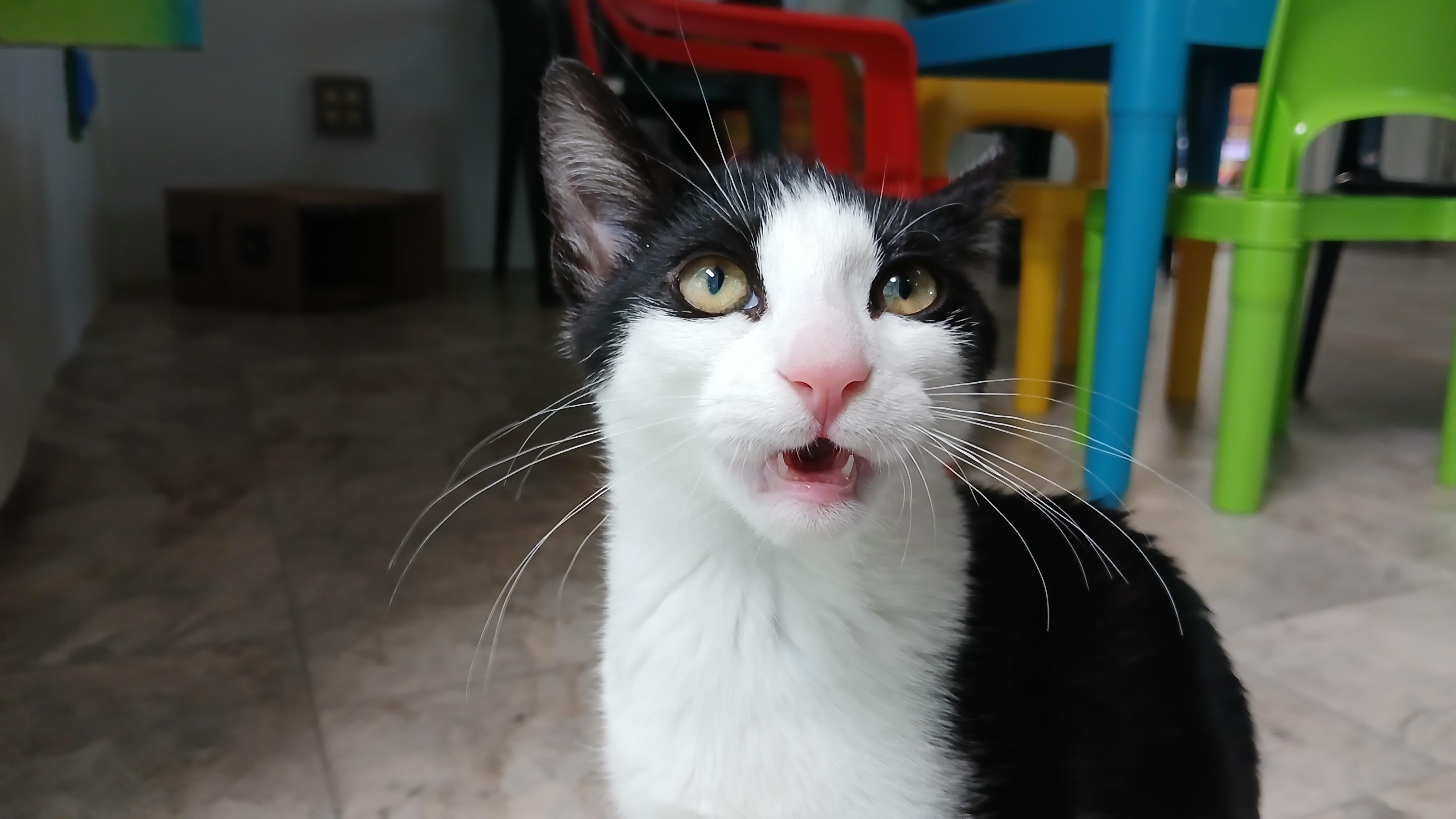 Enlarge Emmett, an adopted Domestic Short Hair in Cullowhee, NC image 5/6