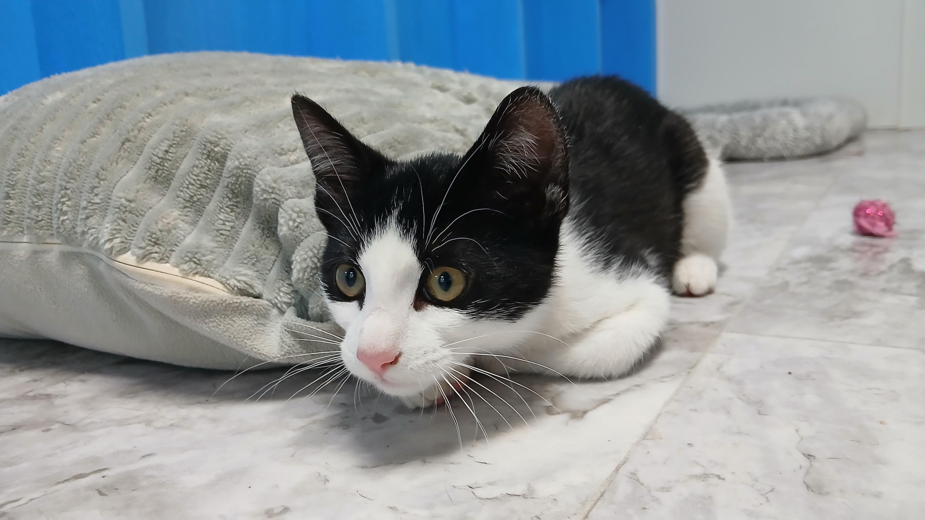 Emmett, ADOPTABLE, Kitten Male Domestic Short Hair.