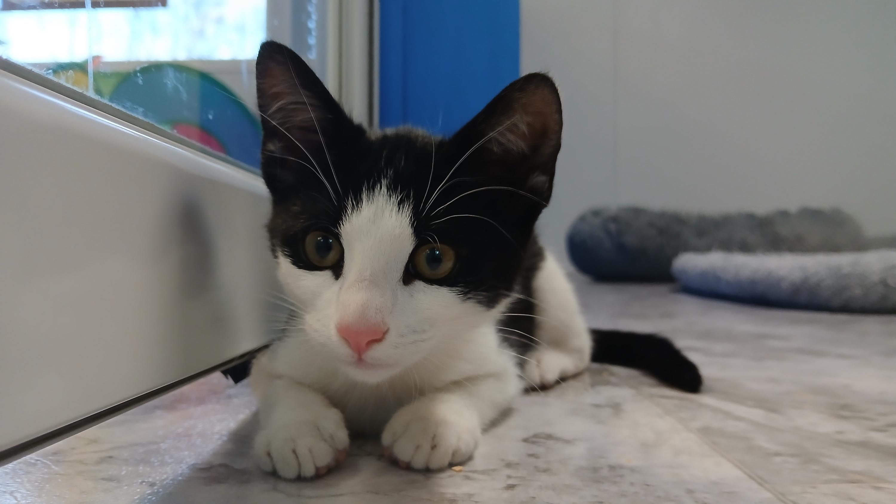 Enlarge Emmett, an adopted Domestic Short Hair in Cullowhee, NC image 3/6