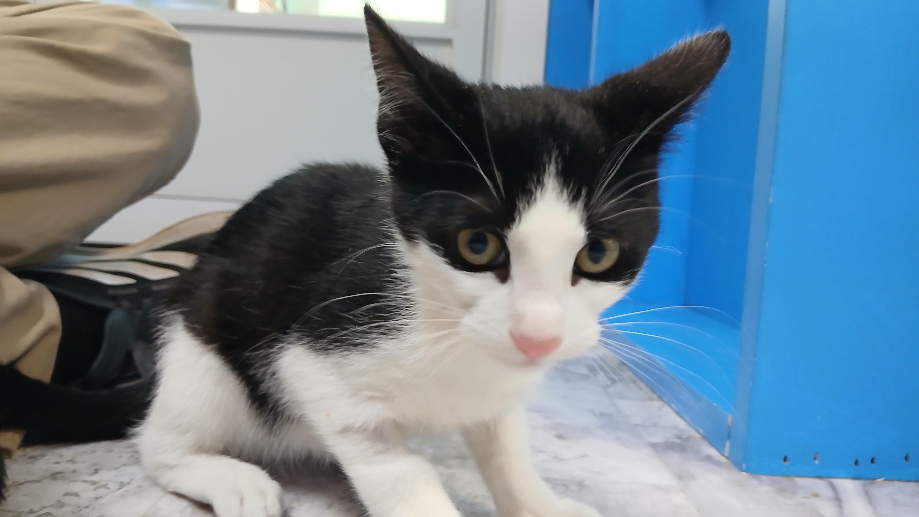 Enlarge Emmett, a ADOPTABLE Domestic Short Hair in Cullowhee, NC image 5/6