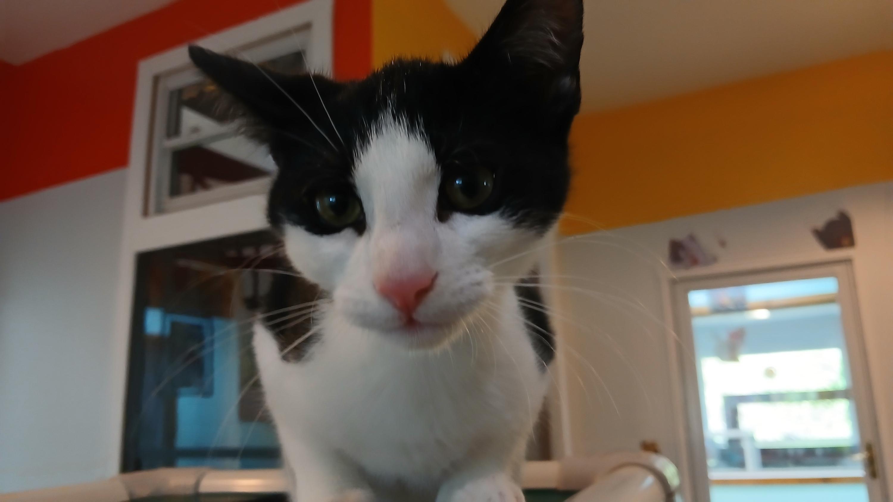 Enlarge Emmett, an adopted Domestic Short Hair in Cullowhee, NC image 6/6