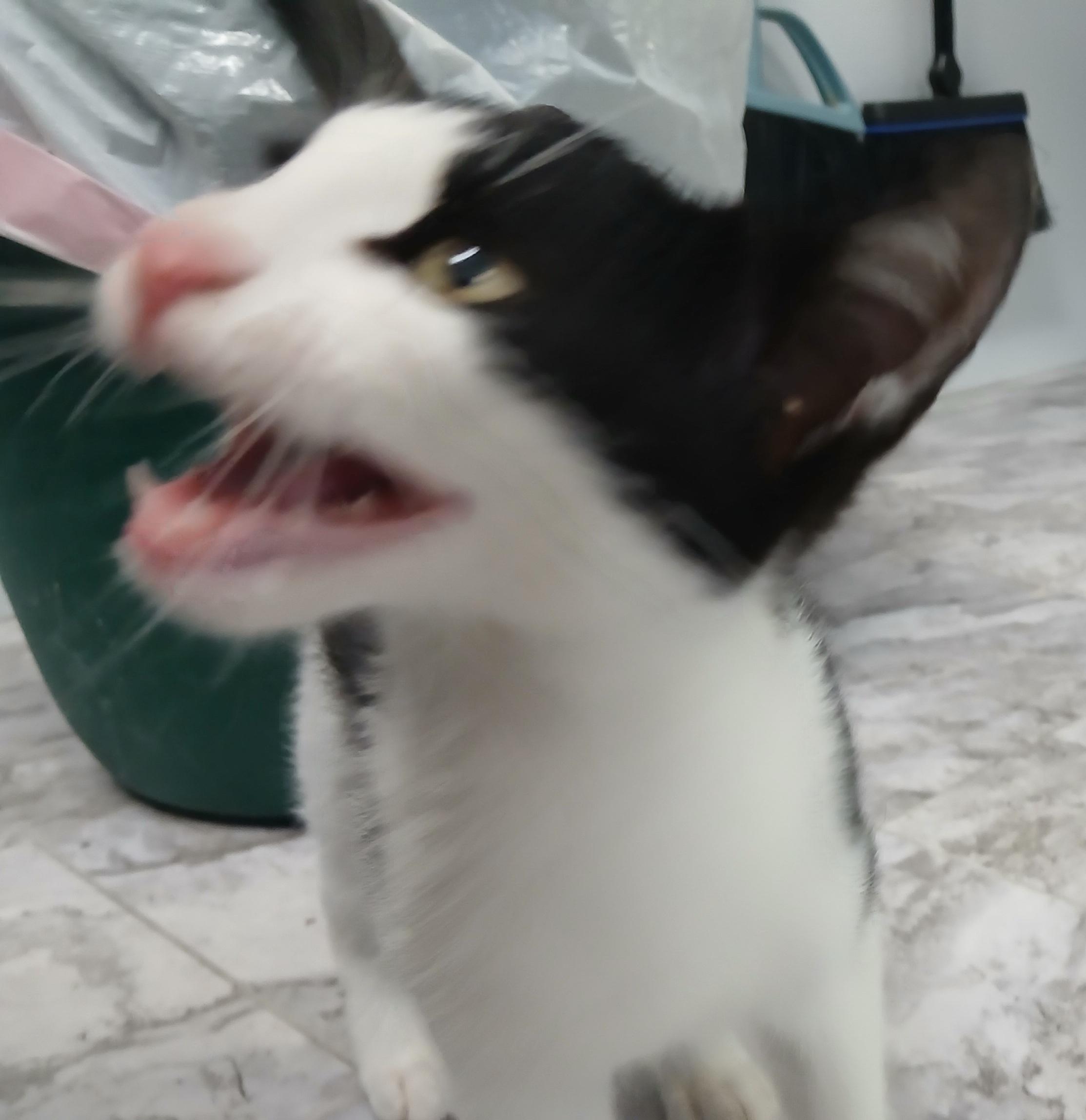 Enlarge Emmett, a ADOPTABLE Domestic Short Hair in Cullowhee, NC image 4/6