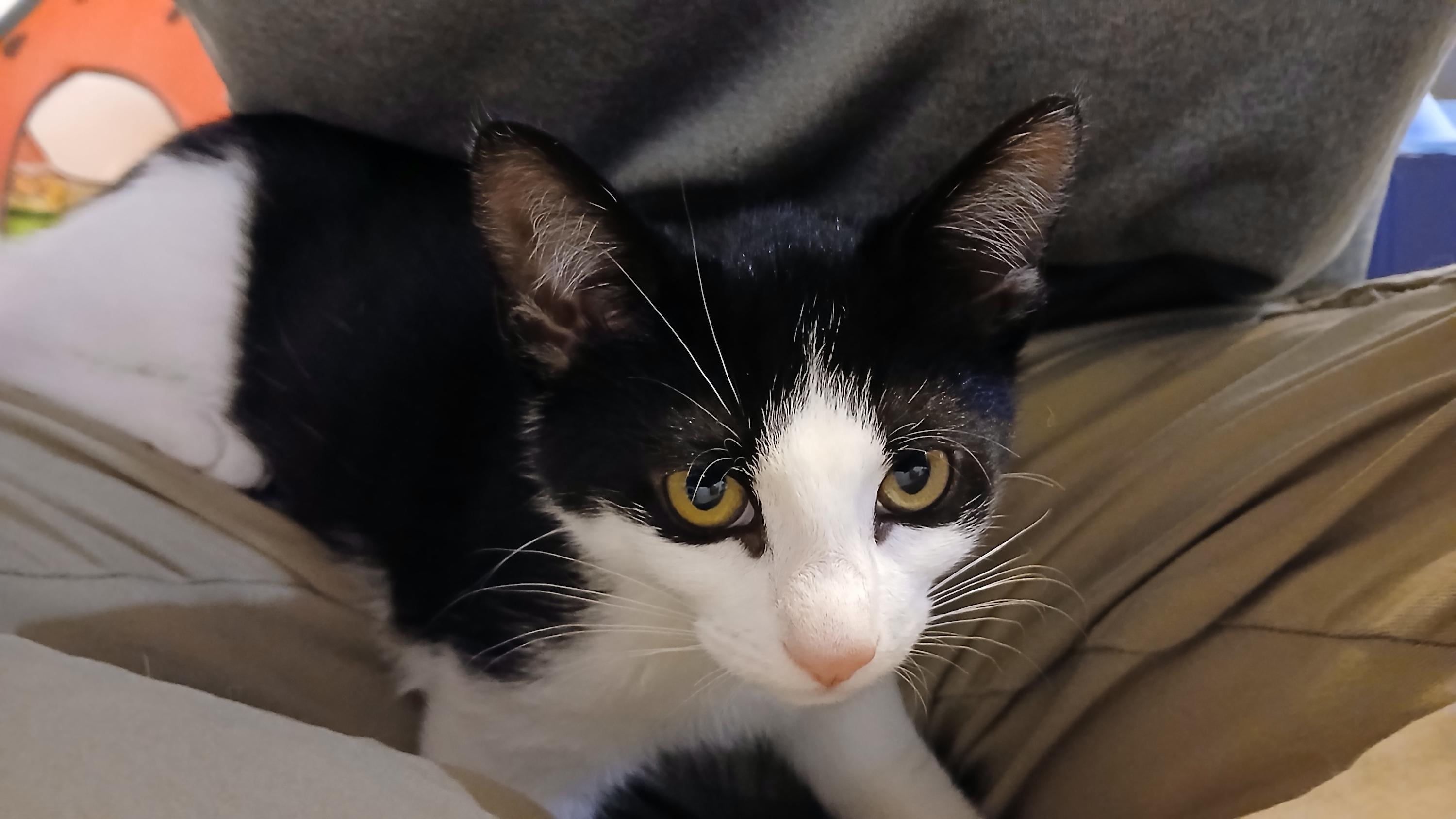 Emmett, ADOPTABLE, Kitten Male Domestic Short Hair.