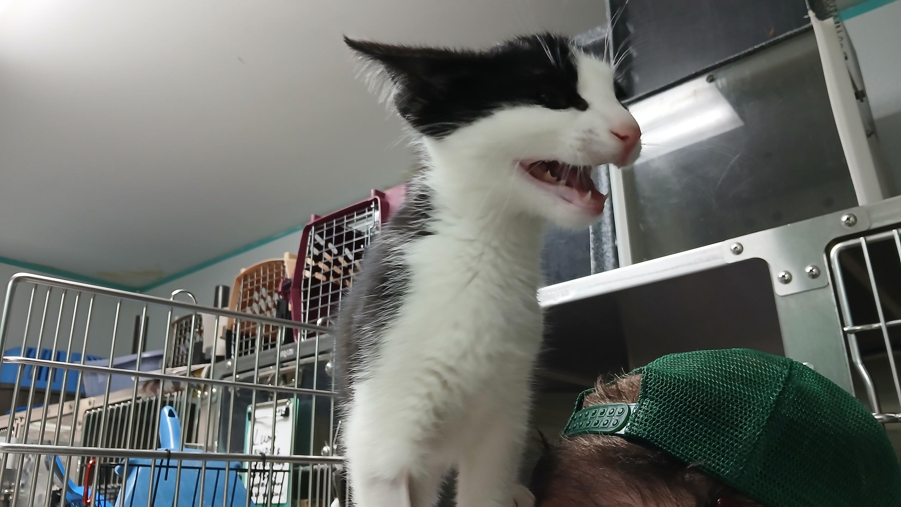 Enlarge Emmett, a ADOPTABLE Domestic Short Hair in Cullowhee, NC image 6/6