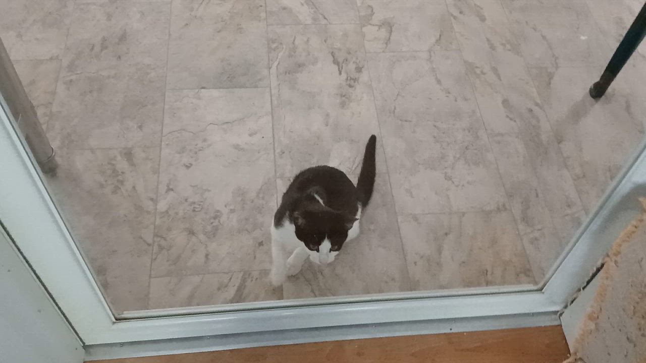 Enlarge Emmett, an adopted Domestic Short Hair in Cullowhee, NC video 2/6