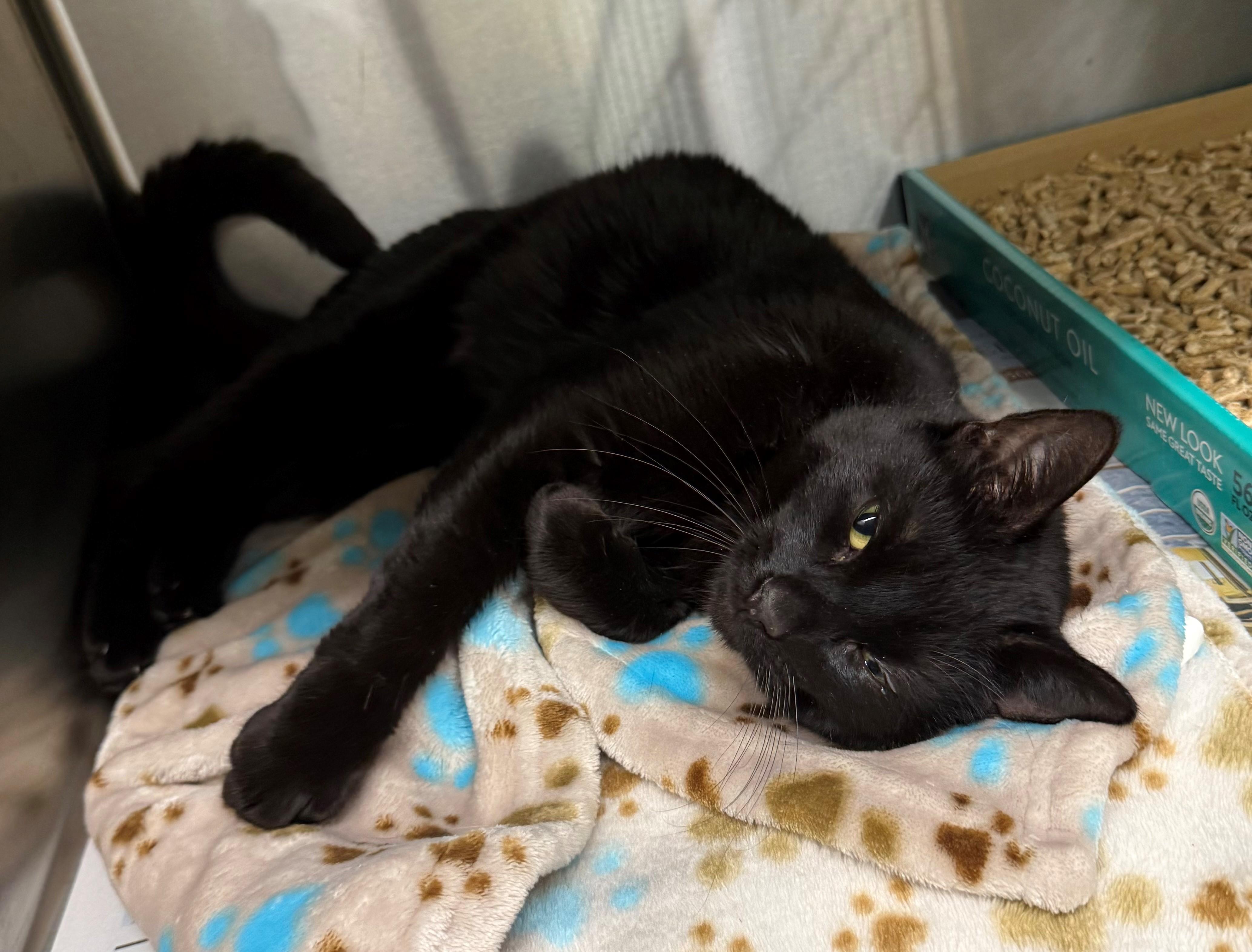 Enlarge Atlanta, an adopted Domestic Short Hair in Edison, NJ image 1/1