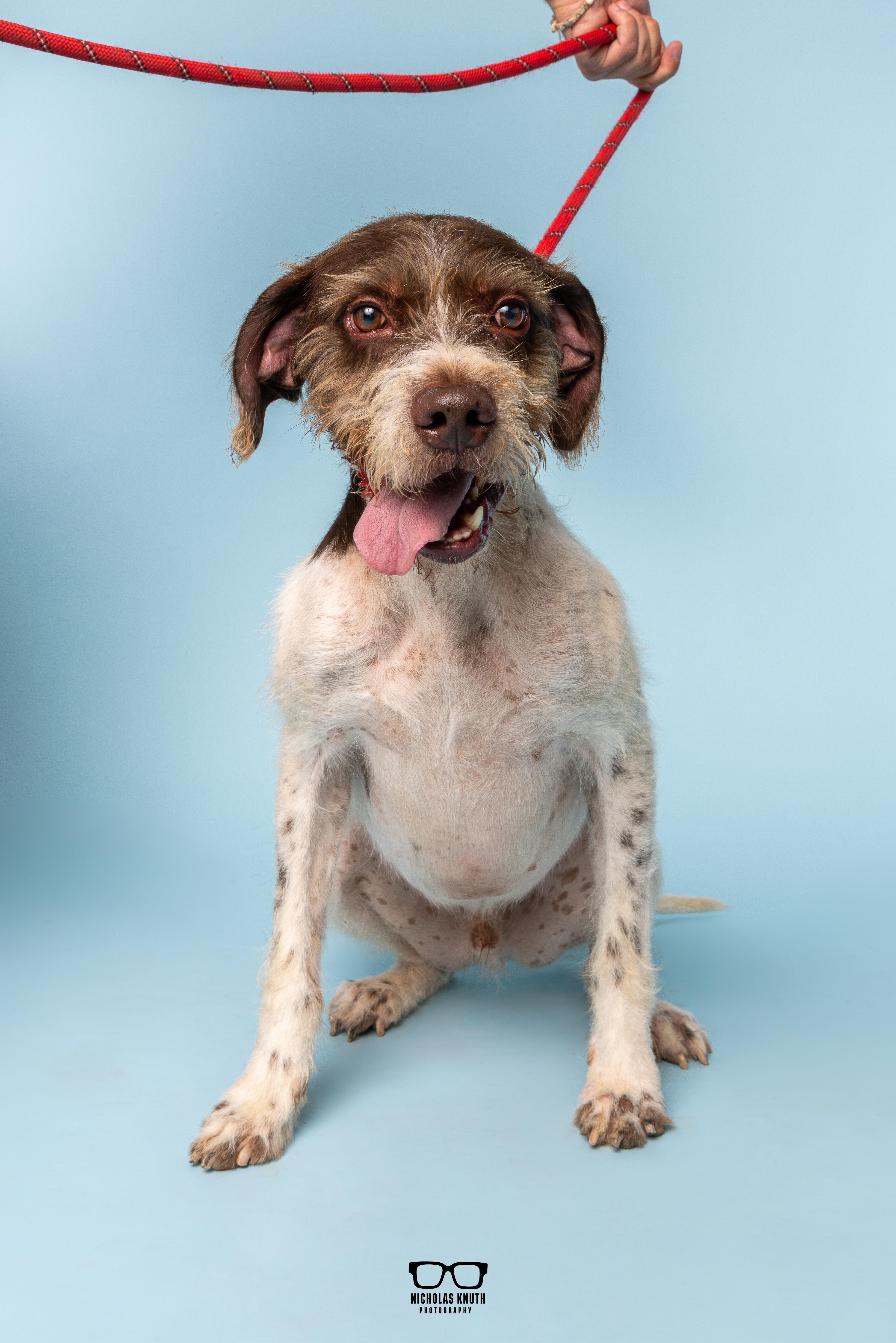 Enlarge Belmont, a Adoptable German Wirehaired Pointer in Palatine, IL image 4/6