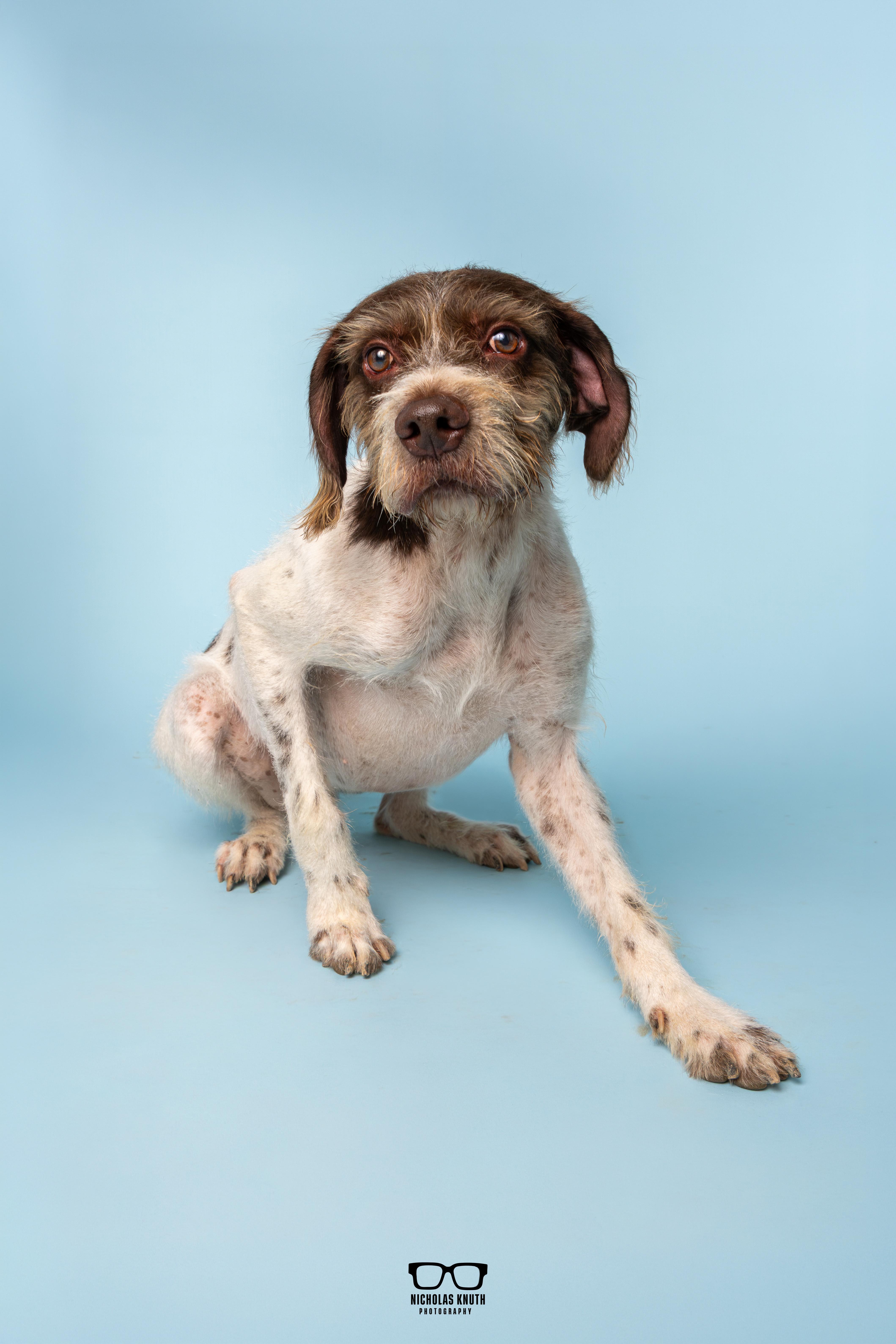 Enlarge Belmont, a Adoptable German Wirehaired Pointer in Palatine, IL image 2/6