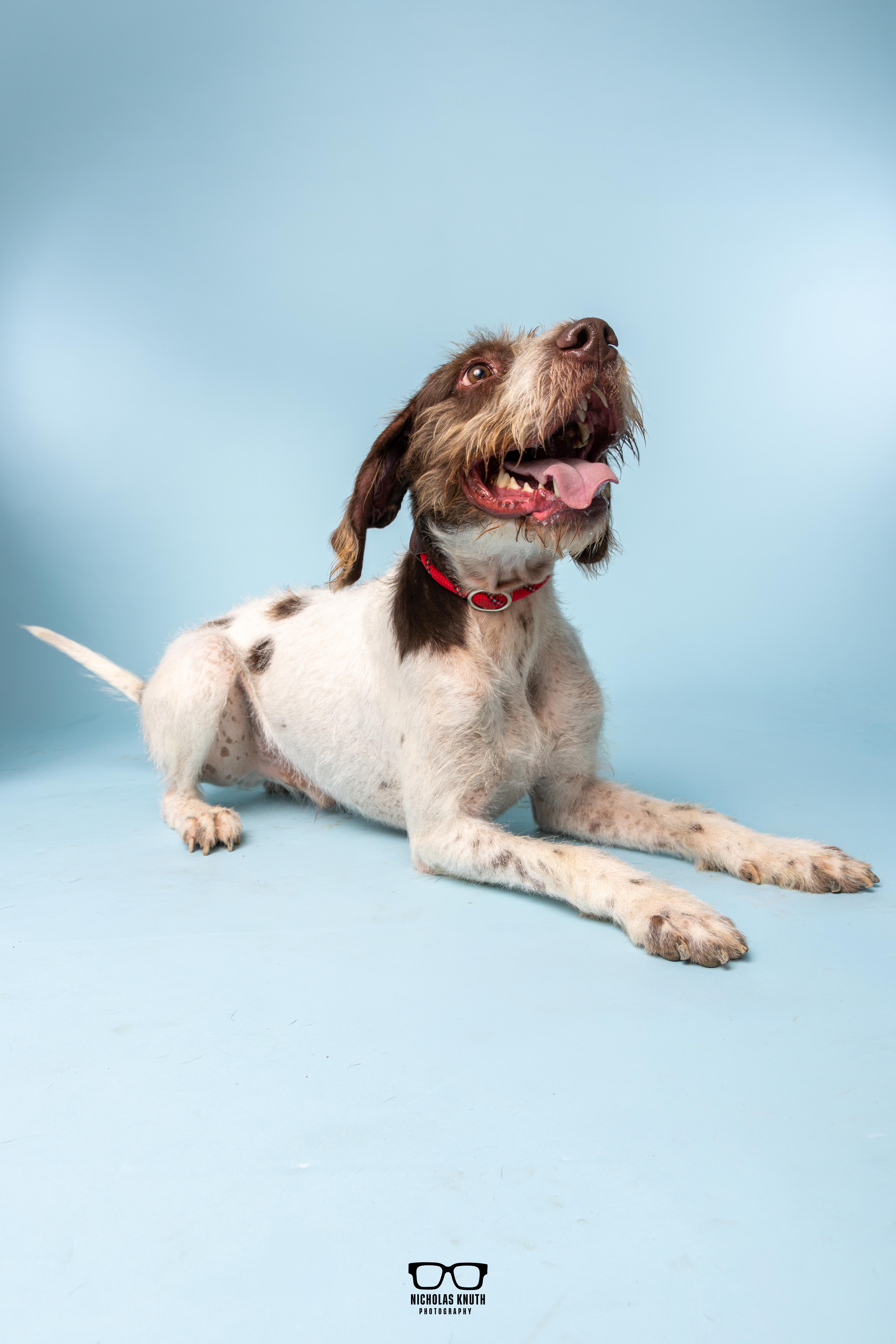 Enlarge Belmont, a Adoptable German Wirehaired Pointer in Palatine, IL image 6/6