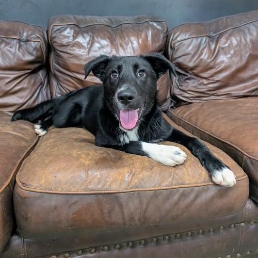 Enlarge Mykayla, a Adoptable mixed breed in Williston, VT image 2/6