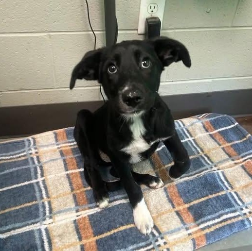 Enlarge Mykayla, a Adoptable mixed breed in Williston, VT image 4/6