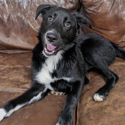 Enlarge Mykayla, a Adoptable mixed breed in Williston, VT image 1/6