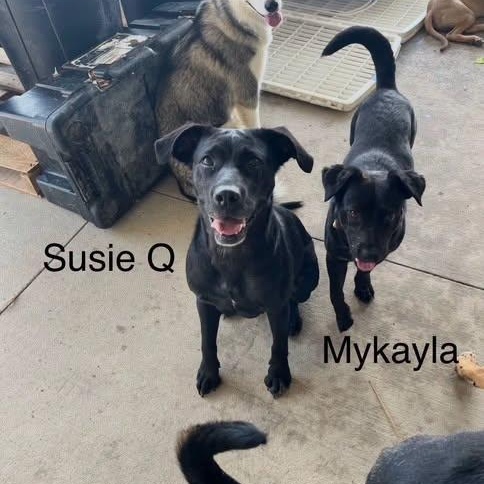 Enlarge Mykayla, a Adoptable mixed breed in Williston, VT image 6/6