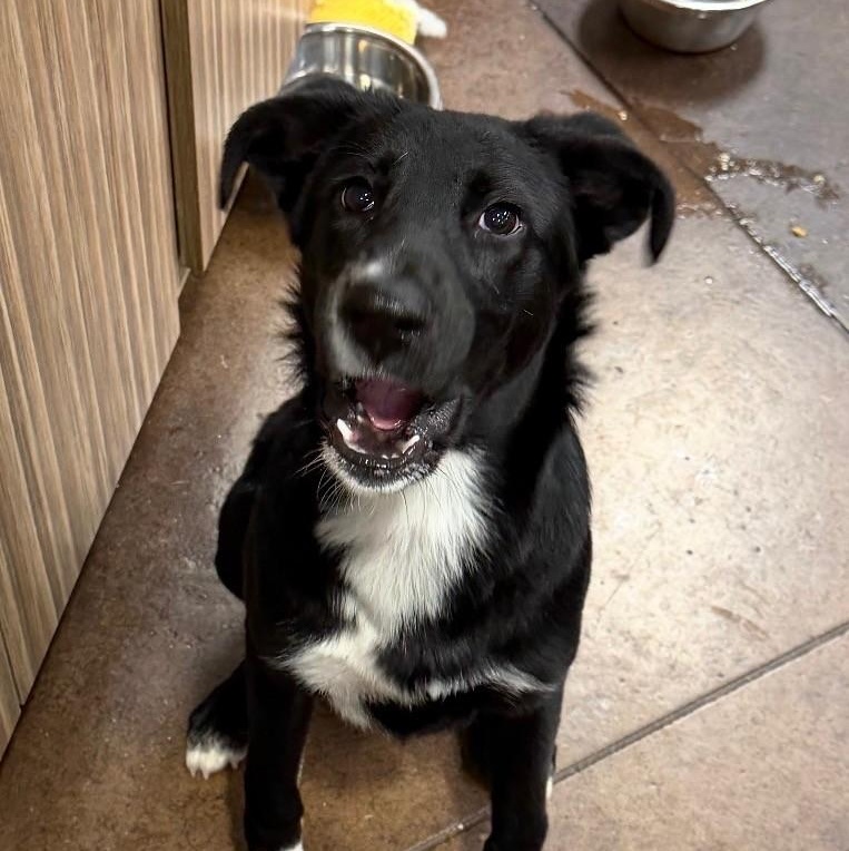 Enlarge Mykayla, a Adoptable mixed breed in Williston, VT image 3/6