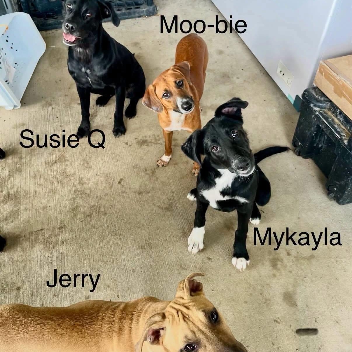 Enlarge Mykayla, a Adoptable mixed breed in Williston, VT image 5/6