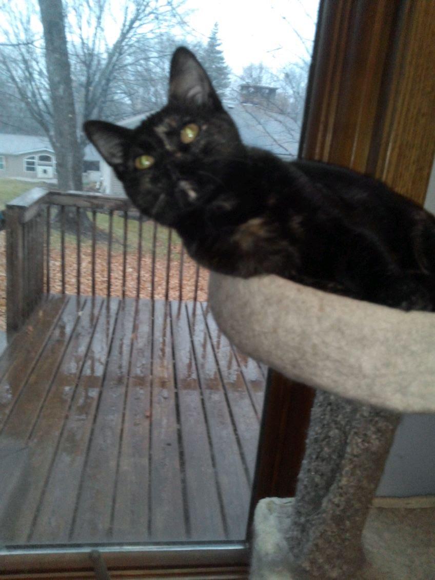 Andrea, Adoptable, Young Female Domestic Short Hair.