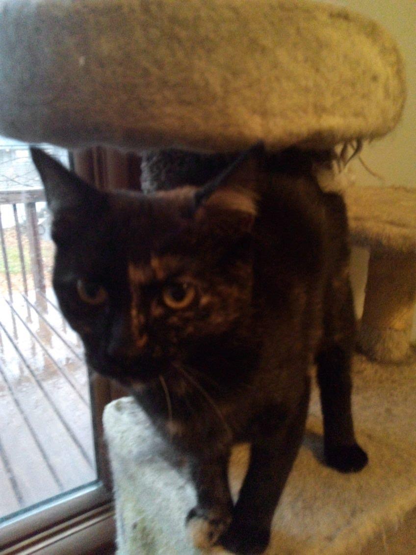 Enlarge Andrea, a Adoptable Domestic Short Hair in Mound, MN image 2/2