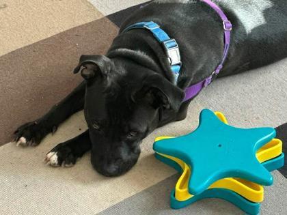 Rosie, a Adoptable mixed breed in Washington, DC image 1/3