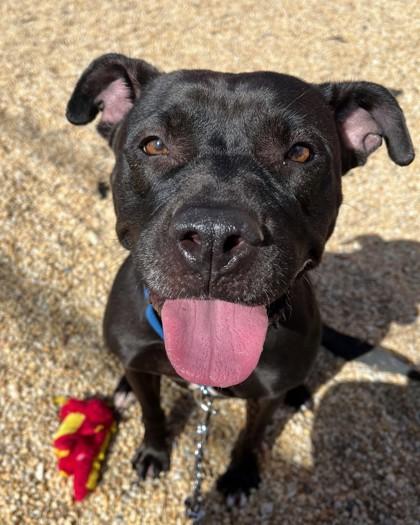 Enlarge Rosie, a Adoptable mixed breed in Washington, DC image 1/3