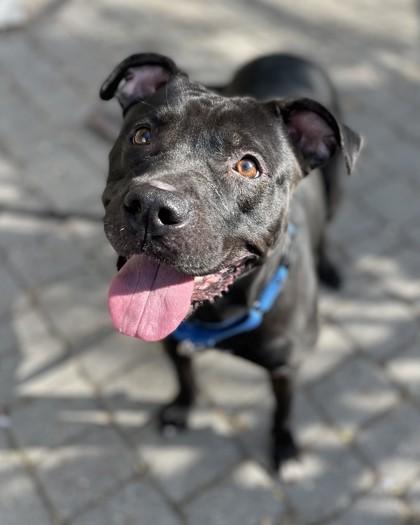 Enlarge Rosie, a Adoptable mixed breed in Washington, DC image 2/3