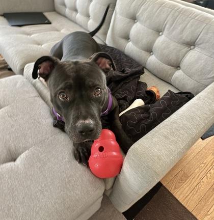 Enlarge Rosie, a Adoptable mixed breed in Washington, DC image 2/3