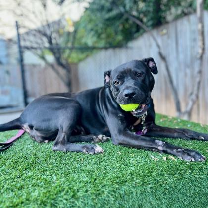 Enlarge Rosie, a Adoptable mixed breed in Washington, DC image 3/3