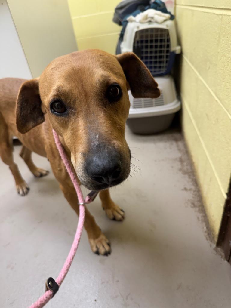 Clover, Adoptable, Adult Female Redbone Coonhound & Mixed Breed.