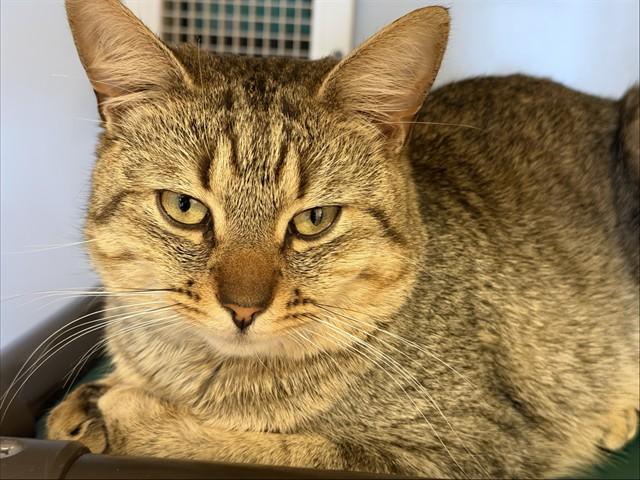 FEZ, Adoptable, Young Male Domestic Short Hair.