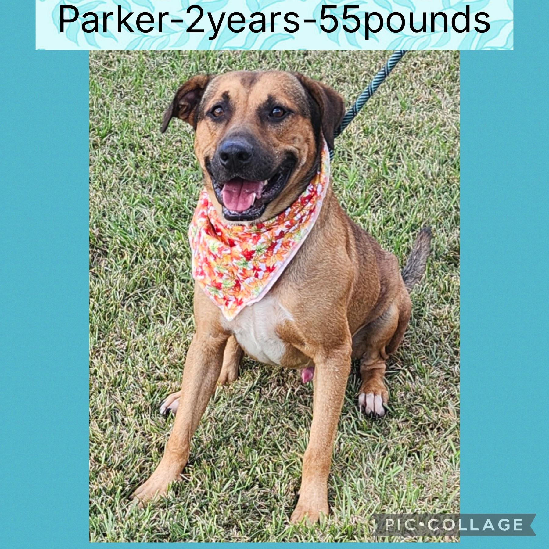 Parker, Adoptable, Adult Female Mixed Breed.