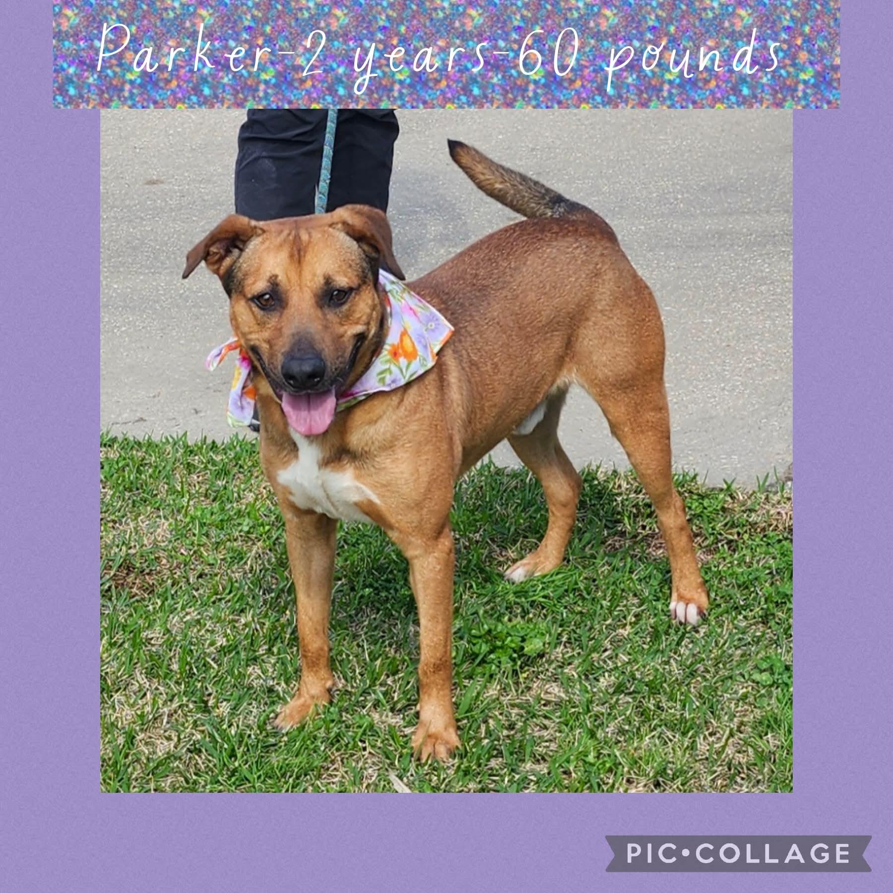 Enlarge Parker, a Adoptable mixed breed in New Iberia, LA image 1/1