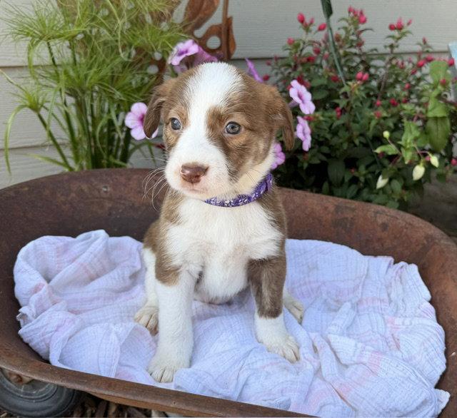 Belle Plaine, Adoptable, Puppy Female Labrador Retriever & Pit Bull Terrier.