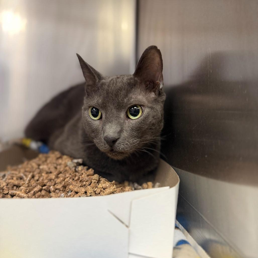 Gray, Adoptable, Senior Male Domestic Short Hair.
