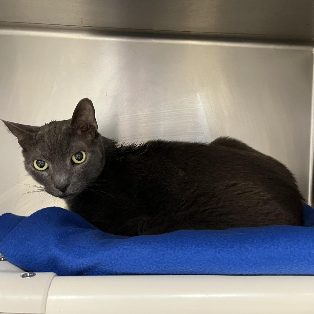 Enlarge Gray, a Adoptable Domestic Short Hair in Conshohocken, PA image 2/2