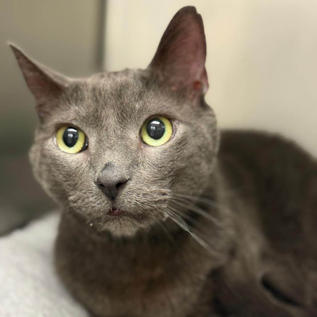 Enlarge Gray, a Adoptable Domestic Short Hair in Perkiomenville, PA image 2/4