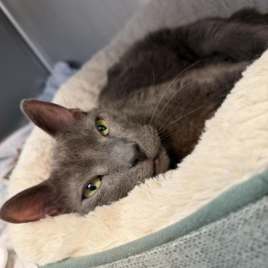 Enlarge Gray, a Adoptable Domestic Short Hair in Perkiomenville, PA image 4/4