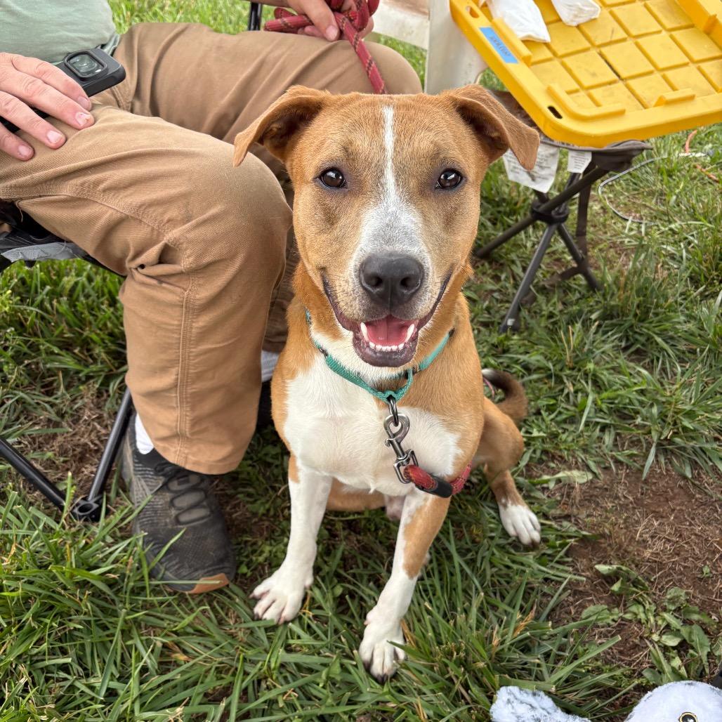 Copper, Adoptable, Young Male Mixed Breed.